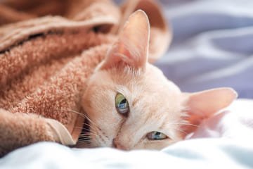 Nemocná kočka – příznaky